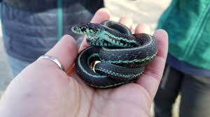 The garter snake is the snake species that north american gardeners will most often encounter—and we should be thankful! Species Spotlight Garter Snakes Youtube