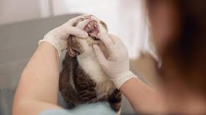 mouth ulcers in cats petmd