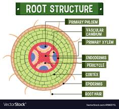 root diagram royalty free vector image