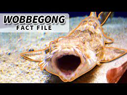 wobng facts the carpet shark