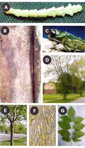 Emerald Ash Borer Treatment For Ash Trees Tree Services Kansas