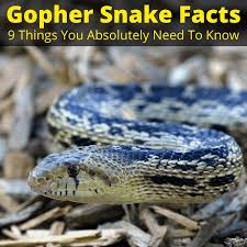This constrictor consumes mostly small mammals, although birds and their eggs are also. Gopher Snake Facts 9 Really Interesting Facts You Should Know