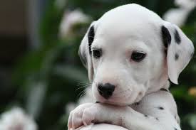 Special Care Tips for Dalmatian Puppies