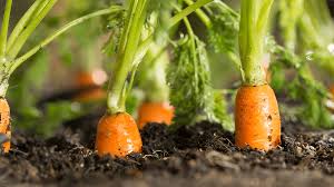 Comment réussir la culture des carottes - Du jardin dans ma vie
