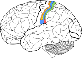 primary somatosensory cortex s1