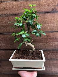 the complete guide for indoor bonsai care