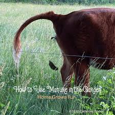 using manure in the garden