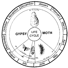 spongy moth life cycle and moths
