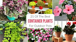21 best container plants for pots