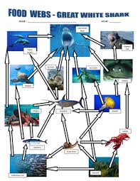 In this week's episode, special guest sharky describes the shark's food chain. Shark Food Webs Ocean Food Chains By Marvelous Middle School Tpt