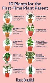 Houseplants Low Light Plants