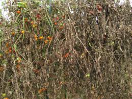 tomato and potato late blight what to