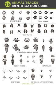 36 Most Common Animal Tracks Animal Tracks Animal Tracks