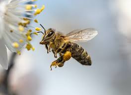 world honey bee day a reminder of