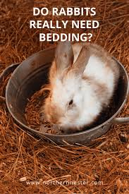 do rabbits really need bedding