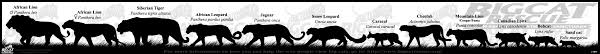 Size Chart Of Big Cats