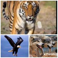 Harimau merupakan salah satu jenis kucing besar yang masih hidup anggota genus panthera di samping singa macan tutul dan jaguar. Alam Takambang Jadi Guru 2