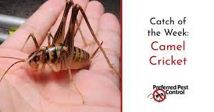 avoid camel crickets in your home