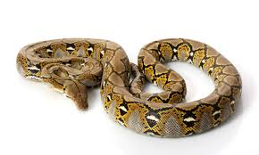 12 intriguing facts about carpet python