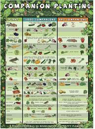 companion planting in the vegetable