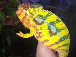 nosy mitsio panther chameleon