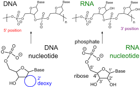 draw an rna nucleotide and a dna