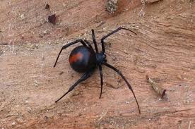 Since the introduction of the antivenom in 1956, there has been one possible death caused by a redback spider bite, which would make it the first death from any spider in australia since 1979. Pin On Scary