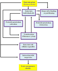 Flow Chart Showing The Sequence Of Events From Pesticides