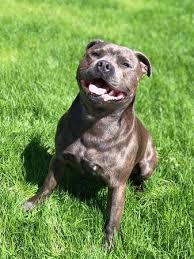 Staffordshire bull terriers also go by stafford and staffy. Staffordshire Bull Terrier Facts For Kids