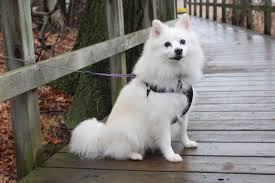 Best Dog Hair Grooming Clippers For An American Eskimo Dog