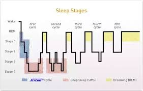 Diagram Of Sleep Cycles Catalogue Of Schemas