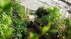 Design And Build Your Greenhouse Plans