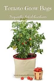 Do Tomato Bags Grow Healthy Tomatoes