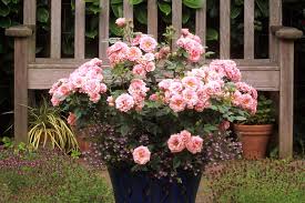 How can you keep everything as low maintenance as possible so you don't have to spend the whole summer weeding? Best Perennial Pot Plants Garden News