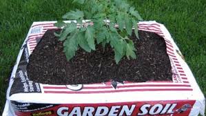 Try Soil Bag Planting For No Dig Beds