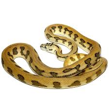 tiger jaguar carpet python reptiles