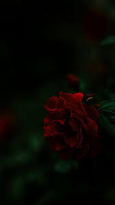Red Rose Flowers Hd Phone Wallpaper