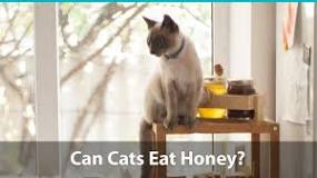 can-cats-have-honey