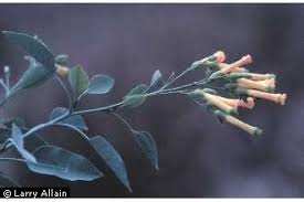 Plants Profile for Nicotiana glauca (tree tobacco)