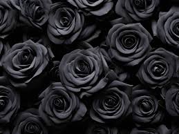 black roses their deep and mysterious