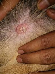 ringworm in dogs how to spot treat