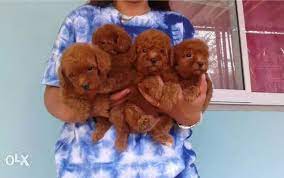 imported toy poodle puppies from