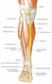 Front leg musclevtendon ~ anatomy stock images | lower leg. Pin On Itb