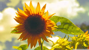 sunflower ultra hd desktop background