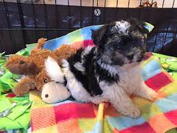 havanese puppy ping list the