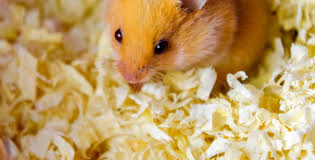 best bedding for hamsters 2021