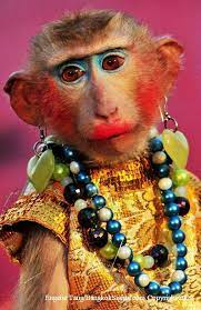 lady monkey in full makeup