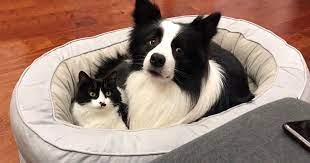 this adorable cat and dog are best