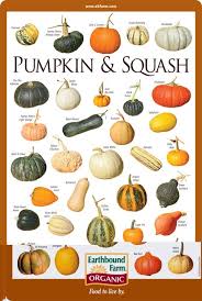 Niacin Foods Chart Squash Varieties Pumpkin Squash Squashes