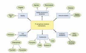 pseudomonas aeruginosa acute and
